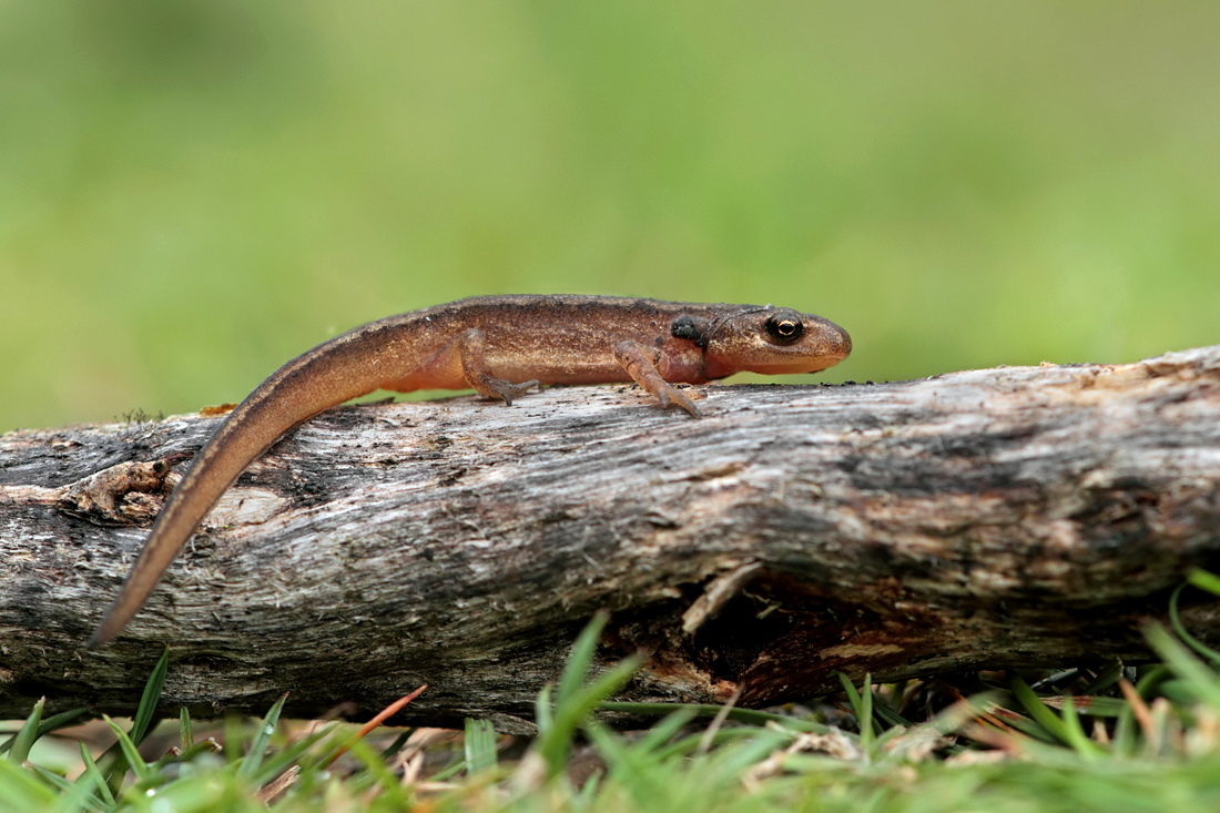 Juvenile Smooth Newt